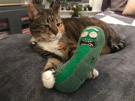 cucumber and cat videos|cats getting scared by pickles.